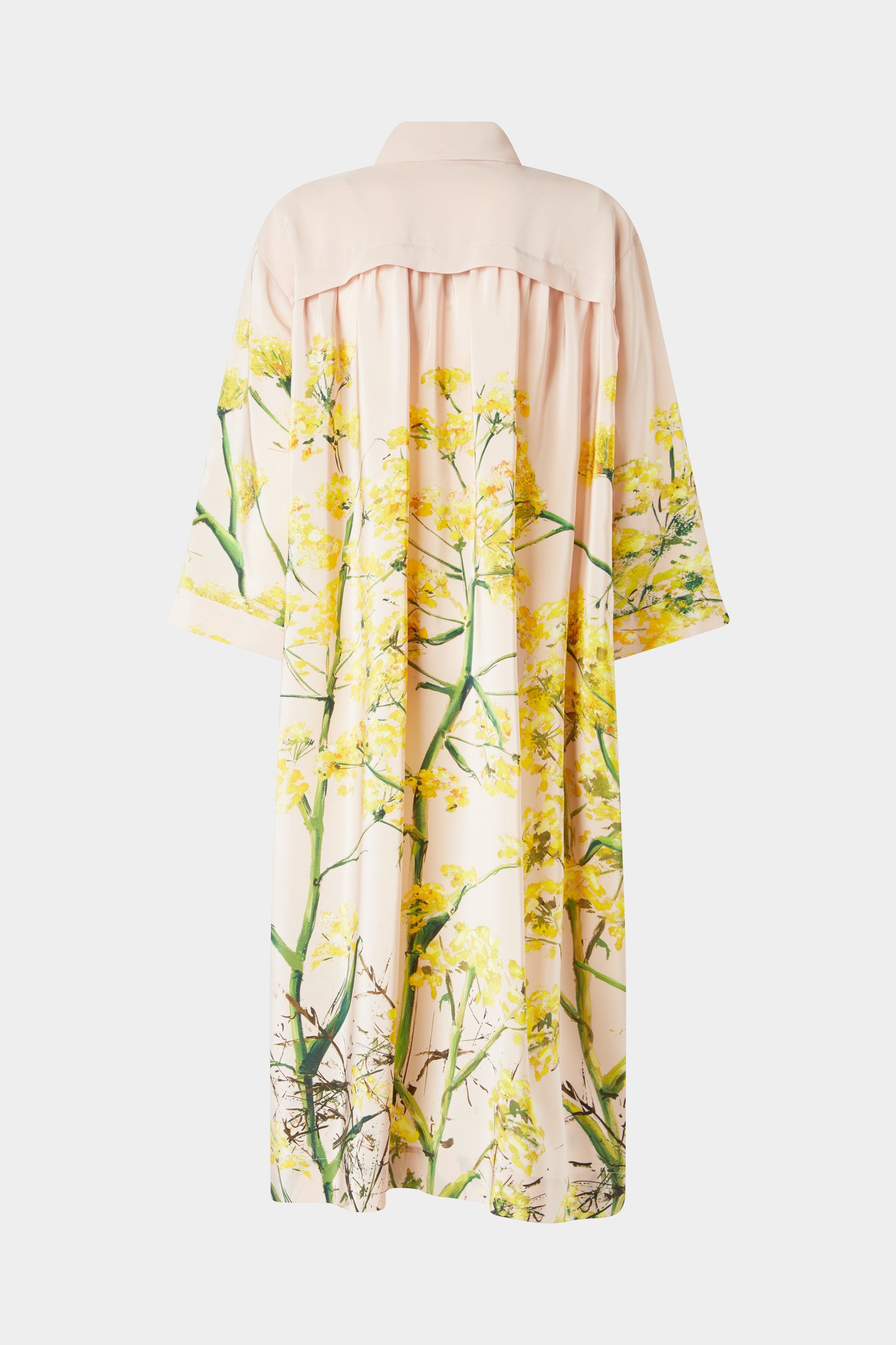 Mimosa